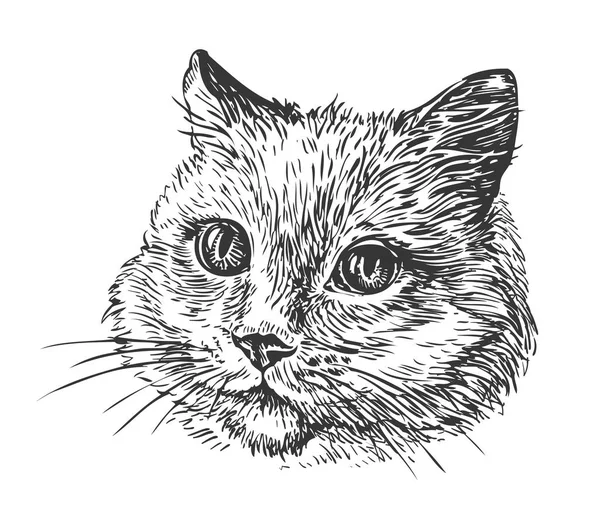 Retrato desenhado à mão de gato. Desenho ilustração vetorial —  Vetores de Stock