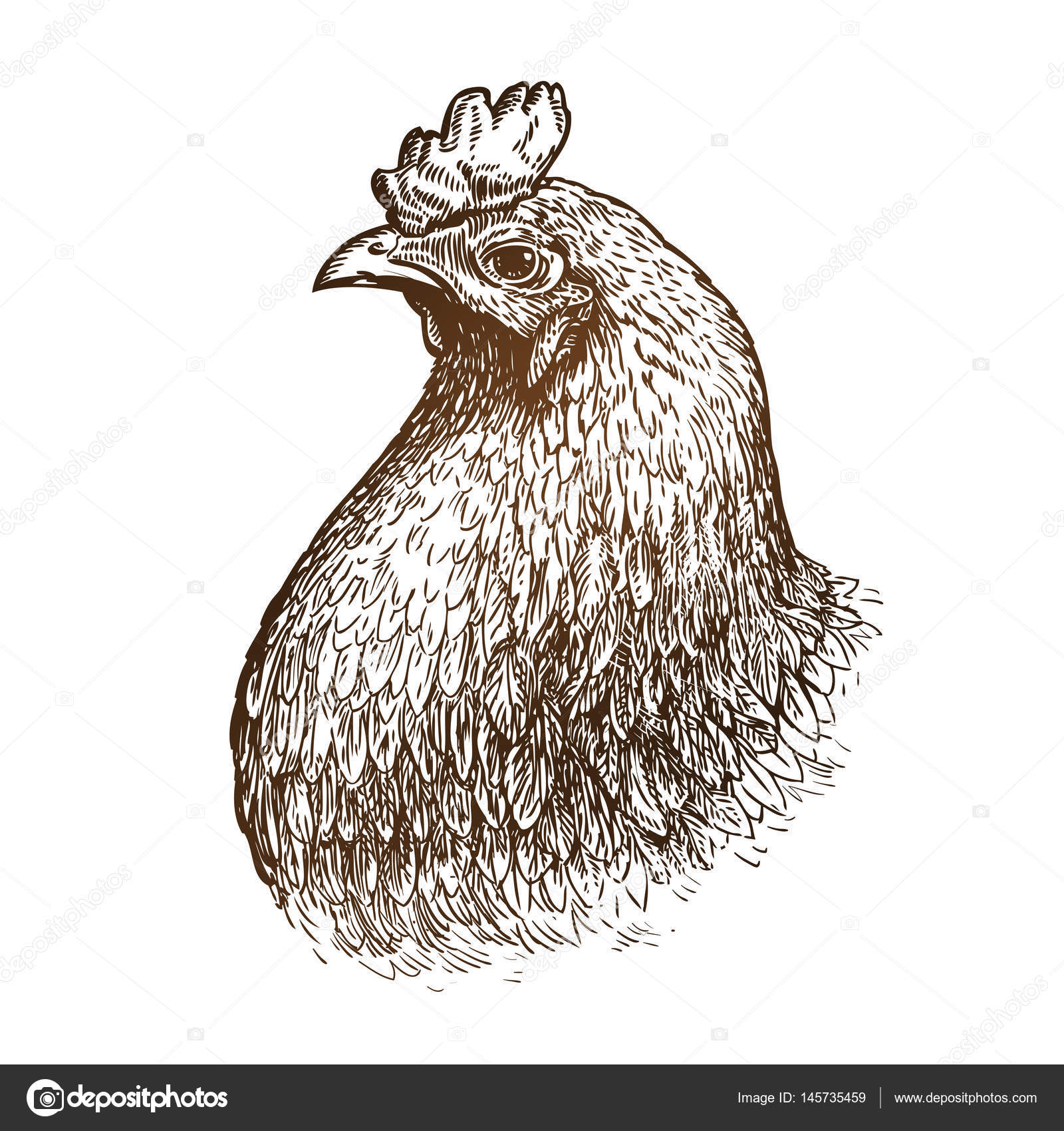 Sketch Vector Illustration of Chicken Stock Vector - Illustration of  nature, contour: 70917814