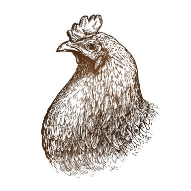El tavuk çizilmiş portresi. Tavuk çiftliği, hayvan, yerli tavuk yemeği kroki. Vintage vektör çizim
