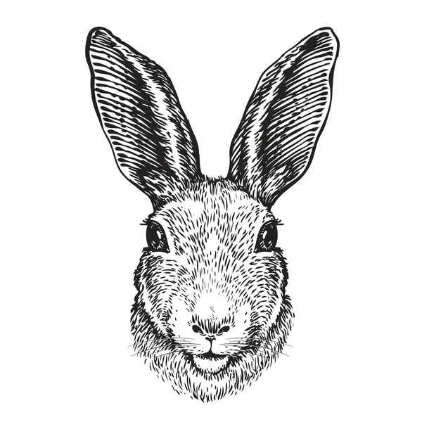 Retrato dibujado a mano de conejo. Conejito de Pascua, boceto. Ilustración vectorial — Archivo Imágenes Vectoriales