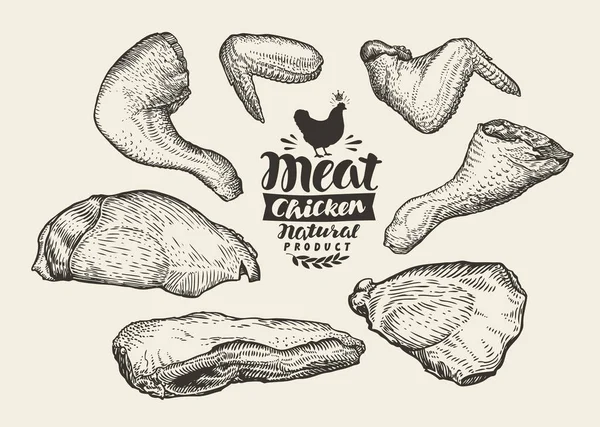 Carniceiro. Cortes, carne de frango, esboço. Alimentação, ilustração vetorial — Vetor de Stock