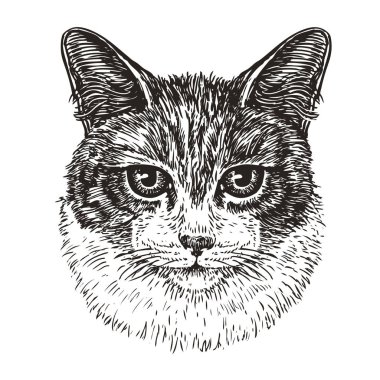 Şirin kedi çizilmiş portresi. Hayvan, kedi, evde beslenen hayvan kroki. Vintage vektör çizim