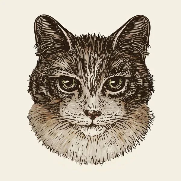 Tecknade porträtt av söt kattunge. Katt, djur, sällskapsdjur skiss. Vintage vektorillustration — Stock vektor