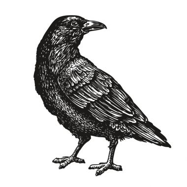Hand-drawn black crow. Raven, bird sketch, vector illustration clipart