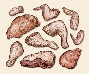 Doğranmış tavuk parçaları. Kasap dükkanı, taze et vektör çizim