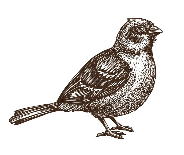 手には、雀が描かれました。鳥、小鳥、動物のスケッチ。ビンテージ ベクトル図 — ストックベクタ