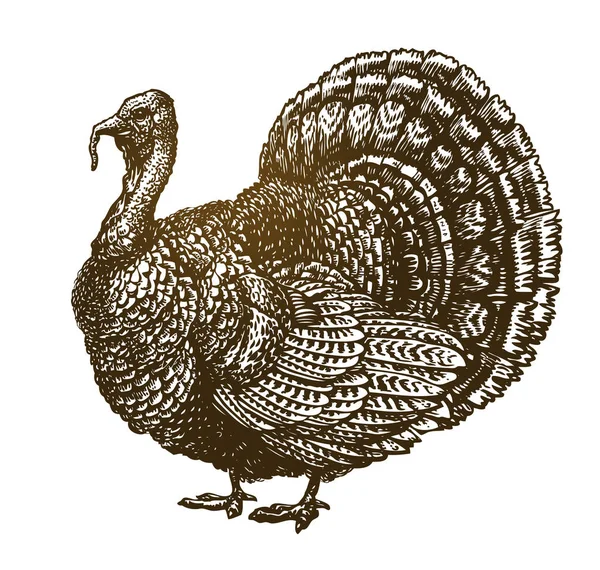 Pavo dibujado a mano. Animal de granja, boceto de aves. Ilustración de vector Vintage — Vector de stock