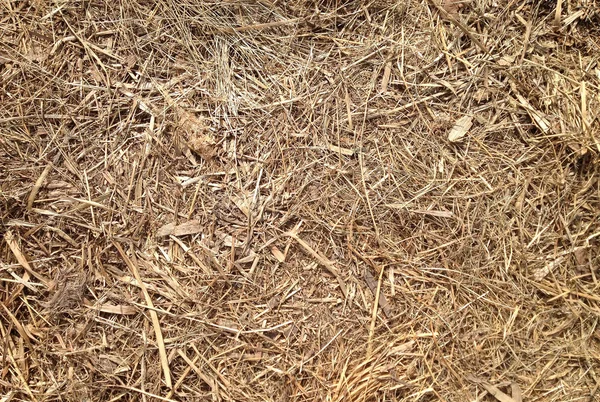 Old straw or hay lying on ground. Dried grass texture. Vintage — Stock Photo, Image