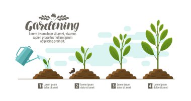 Bitki yetiştirme. bahçecilik, Bahçe Bitkileri Infographic. Tarım, tarım geliştirme, doğa, Filiz kavramı. Vektör çizim
