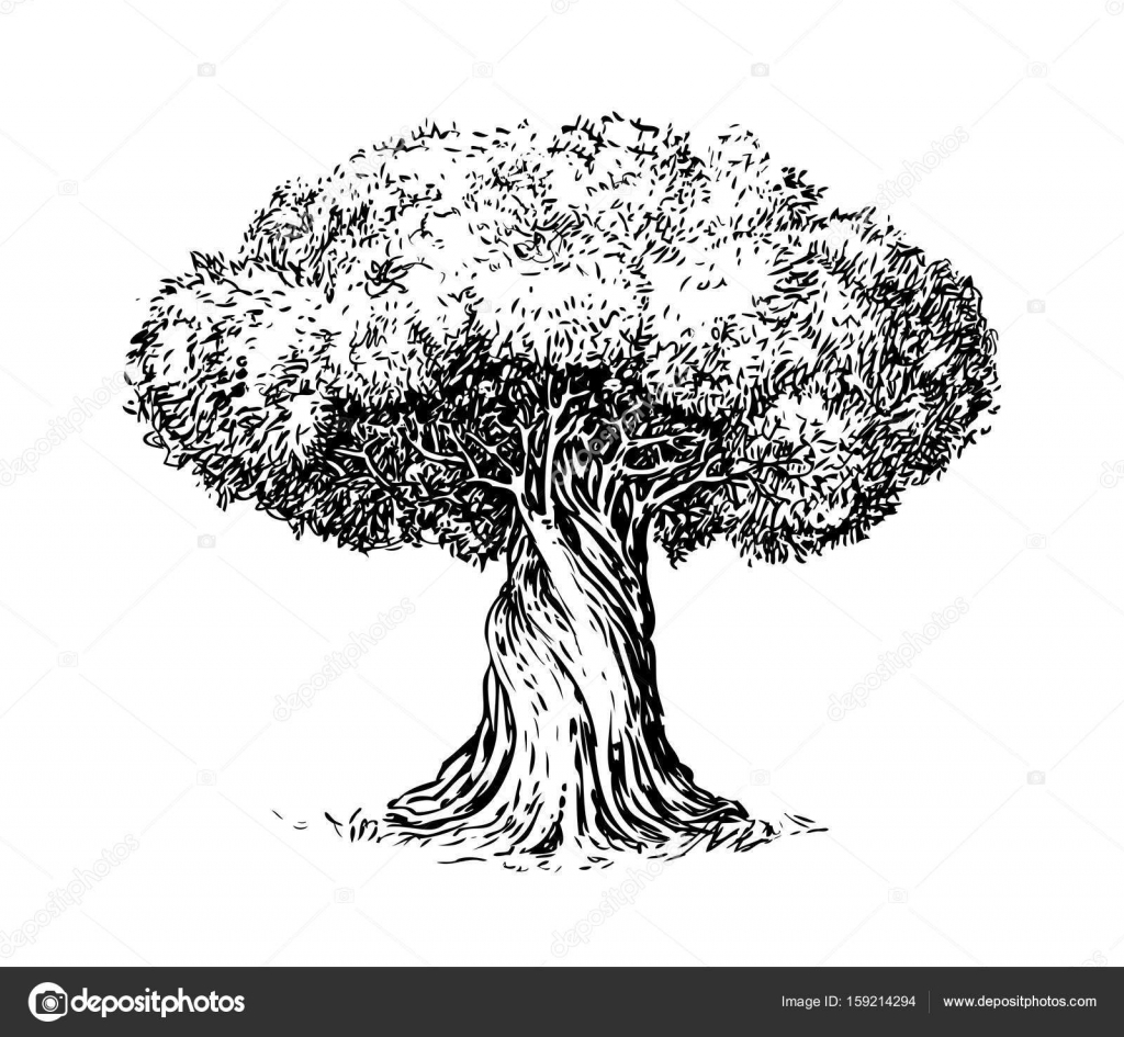 Olive Tree Old Engraving Ecology Environment Nature