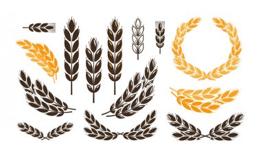 Kulak buğday, ekmek logo veya etiket. Hasat, ekmek, ekmek fırınları set simgeler. Vektör çizim