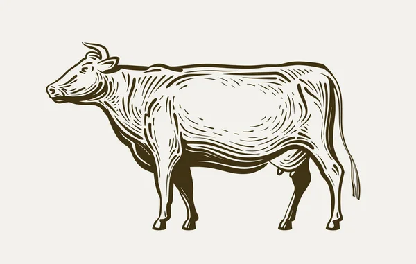 Mucca in piedi, vedi profilo. Animali da fattoria, manzo, latte. Illustrazione del vettore schizzo — Vettoriale Stock