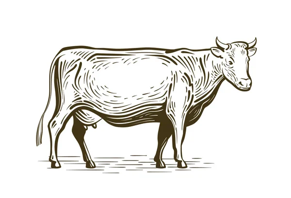 Farma zvířat, kráva stojící, skica. Chov dojnic, vintage vektorové ilustrace — Stockový vektor
