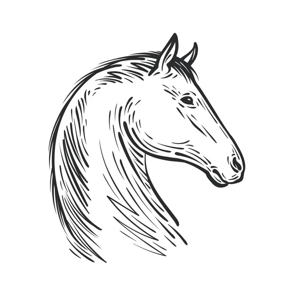 Skica, u koně. Farma zvířat, oř vektorové ilustrace — Stockový vektor