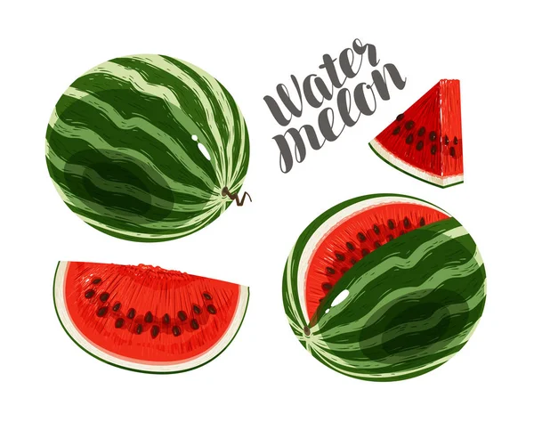 Watermelon and slices. Fresh and juicy berry. Vector illustration — Stock Vector