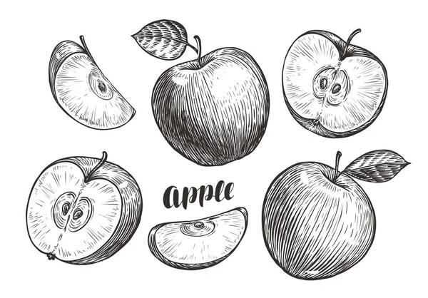 Ręcznie rysowane jabłka i plasterki, szkic. Koncepcja owoców. Ilustracja wektorowa Vintage — Wektor stockowy