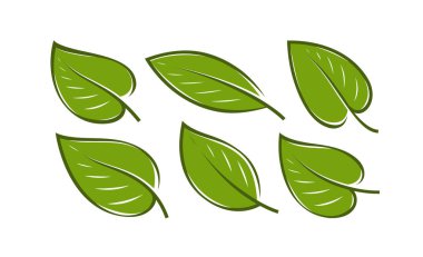 Green leaf set . Nature logo or icon vector illustration clipart