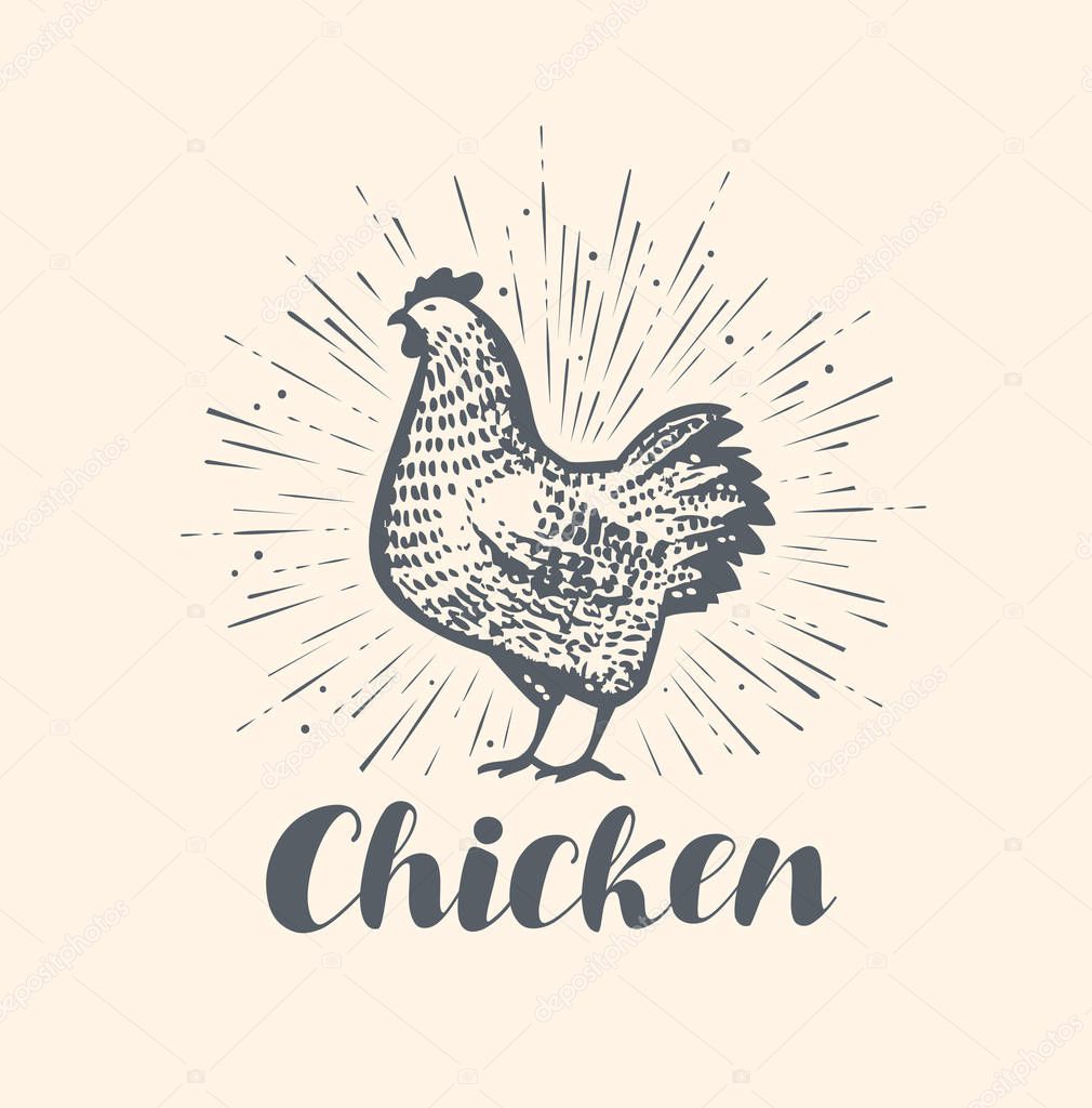 Chicken logo or label. Farm animal sketch vintage vector