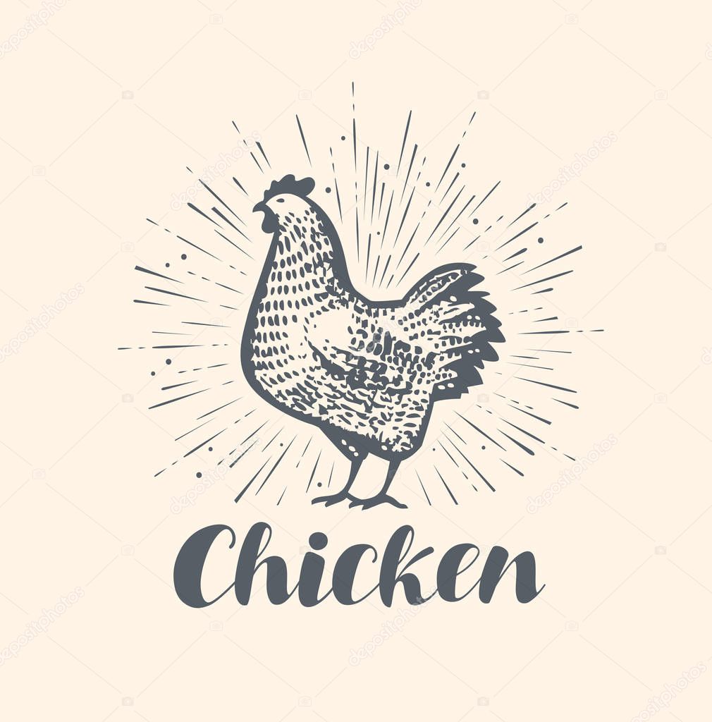 Chicken logo or label. Farm animal sketch vintage vector illustration