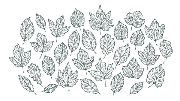 Ескіз Декоративного Листя Рука Намальована Векторна Ілюстрація Ізольована Білому Тлі — стоковий вектор