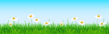 Aşağıdaki dikişsiz panorama yeşil yaz çimenlerinin vektör arkaplan şablon dosyasını yaz veya bahar tasarımları için papatya ile doldurur