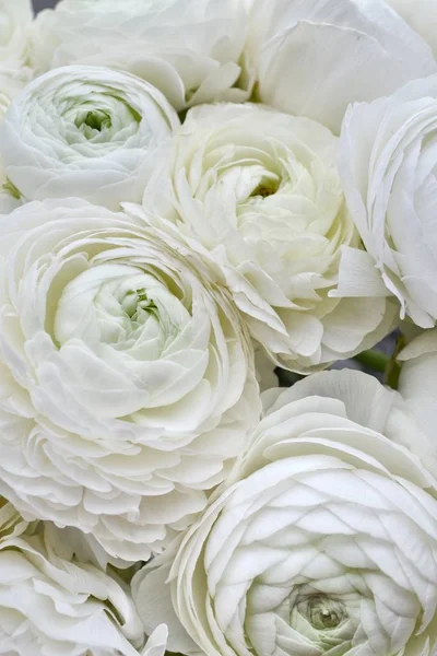 Amazing bouquet of white ranunculuses