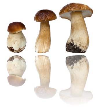 Beyaz bir arka plan üzerinde çörek mantar (Boletus mantarı)