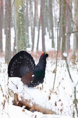 Erkeği olarak çalıhorozu (Tetrao urogallus)