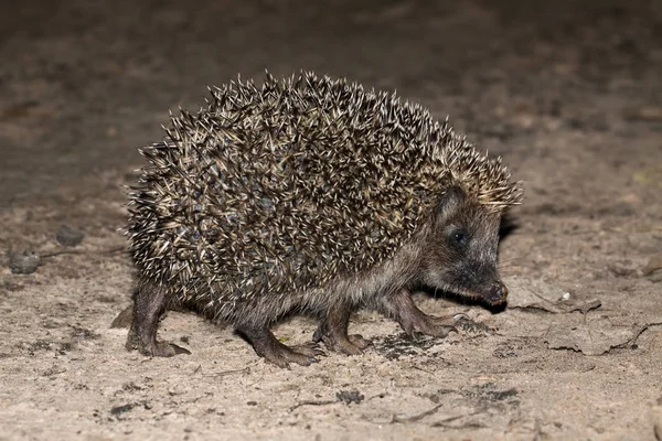 Молодой европейский ёж (Erinaceus europaeus ) — стоковое фото