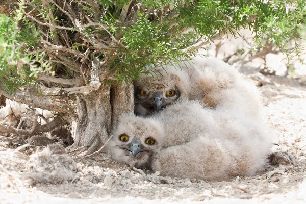 Pisklęta puchacz (Bubo bubo) — Zdjęcie stockowe