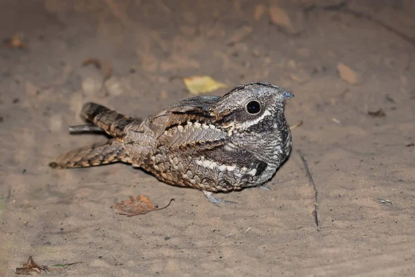 Europejski Nightjar (Caprimulgus europaeus) — Zdjęcie stockowe