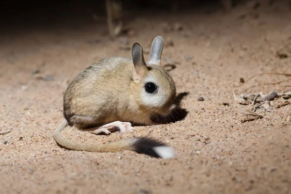 Pequeña jerboa de cinco dedos (Allactaga elater ) Fotos De Stock