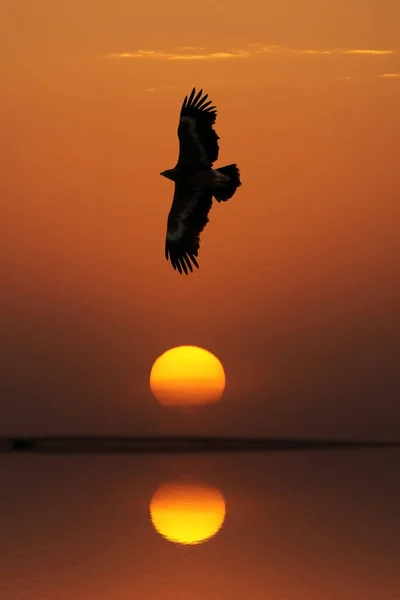 Steppe Eagle (Aquila nipalensis) vid solnedgången — Stockfoto