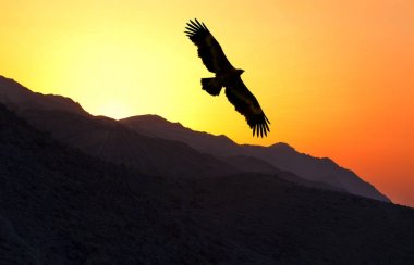 Dağ sırtı uçan bozkır kartalı (Aquila nipalensis)