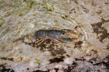 Caspian crayfish, Astacus pachypus, Caspian Sea clipart