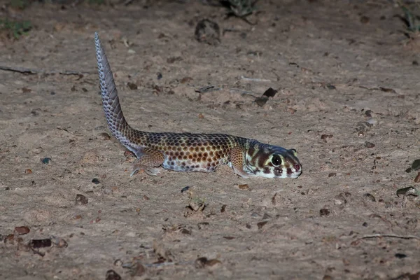Żaba eyed Gecko, Teratoscincus scincus, południowym Kazachstanie Zdjęcie Stockowe