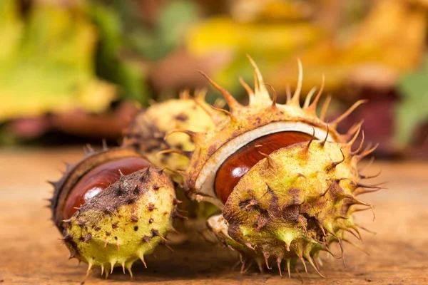 Closeup met paard kastanjes in shell en herfst achtergrond — Stockfoto