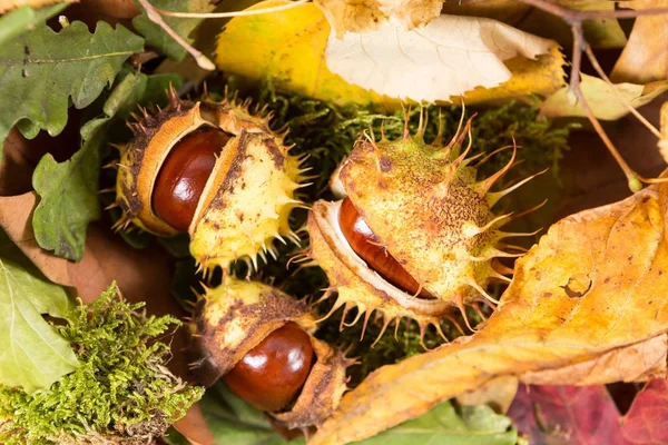 Paard kastanjes in shell op herfst natuur — Stockfoto