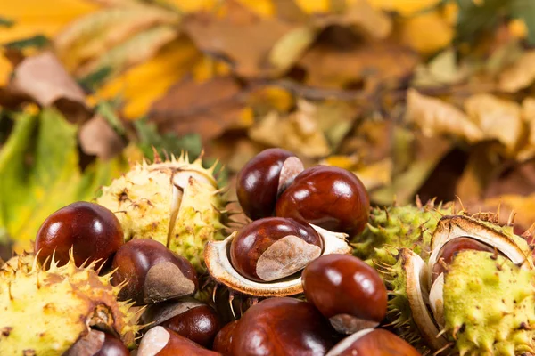 Bunch or pile of horse chestnuts on autumn leaves — Stock Photo, Image