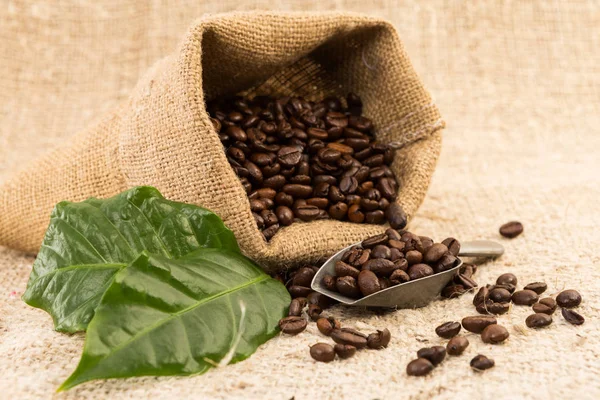 Folhas de café e grãos em saco de juta — Fotografia de Stock