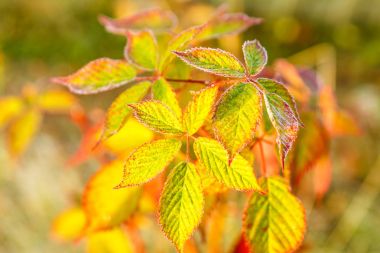 Hoarfrost bir üzüm yaprağı üzerinde