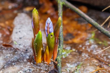 İlk Bahar kardelen ortaya çıktı