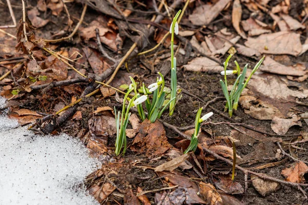 第一春雪花莲出现 — 图库照片