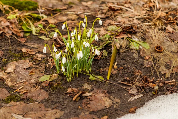 第一春雪花莲出现 — 图库照片