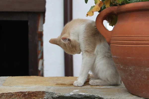 Cute little kitty — Stock Photo, Image