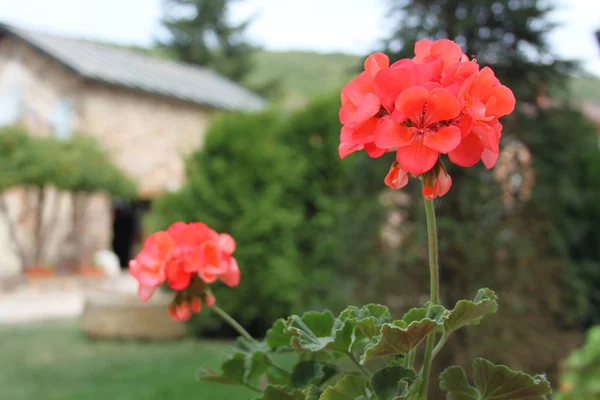 Doğanın renkleri — Stok fotoğraf