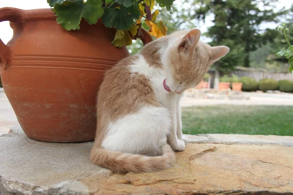 Cute little kitty — Stock Photo, Image