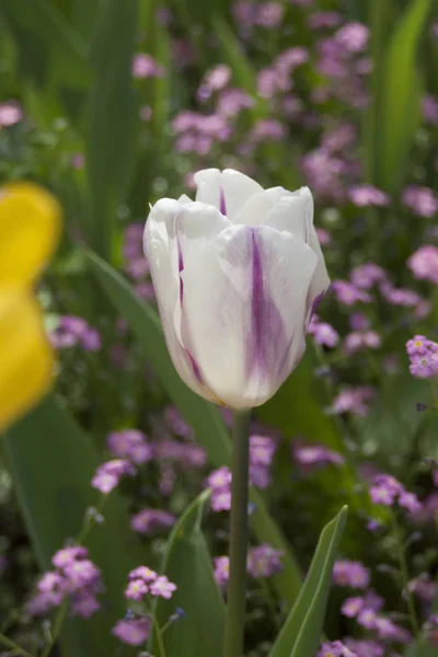 Farben der Natur — Stockfoto