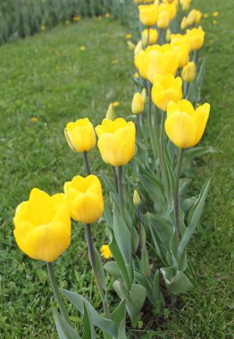 güzel Sarı laleler