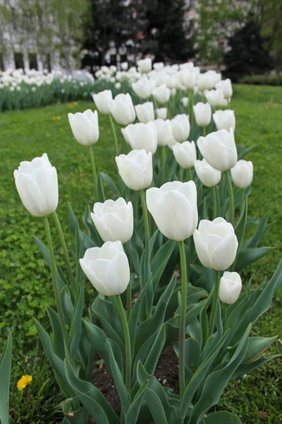 Krásné bílé tulipány — Stock fotografie